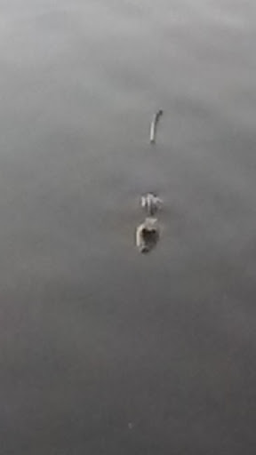 Personal Injury Attorney «Chiumento Dwyer Hertel Grant, P.L.», reviews and photos