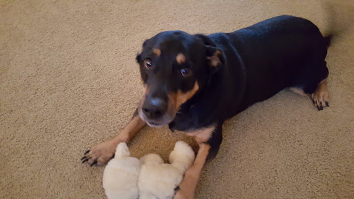 Pet Supply Store «Pet Supplies Plus», reviews and photos, 2180 Dixie Hwy, Fort Mitchell, KY 41017, USA