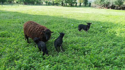 Domaine Plantavin à Duravel