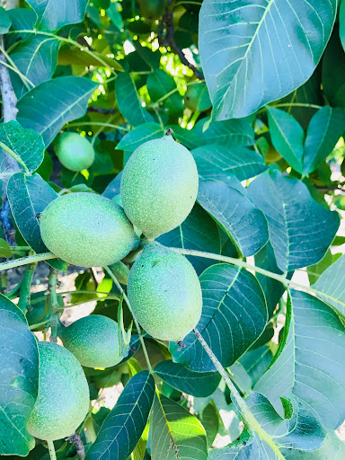 Produce Market «B&P Hitz Fruit Farm (Apples N Produce)», reviews and photos, 14070 Wilco Hwy NE, Woodburn, OR 97071, USA