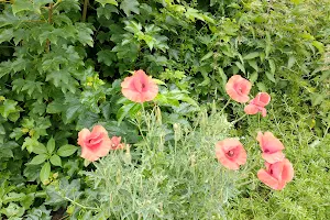 Moss Lane / Golf Road Allotments image