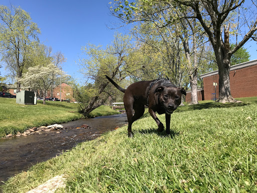 College «Brevard College», reviews and photos