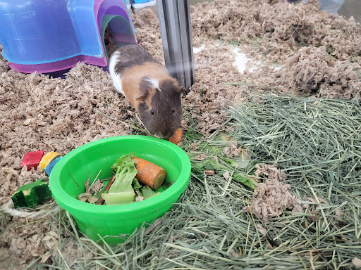 Pet Supply Store «Pet Supplies Plus», reviews and photos, 105 E Ogden Ave, Westmont, IL 60559, USA