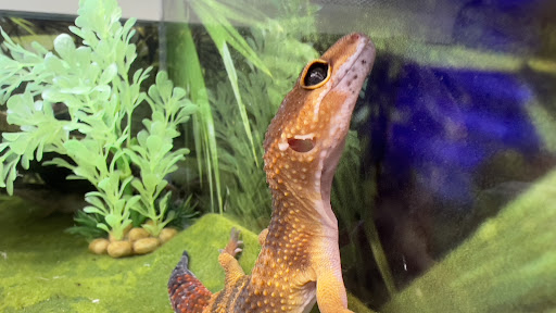 Pet Supply Store «PetSmart», reviews and photos, 23470 Allen Rd, Woodhaven, MI 48183, USA