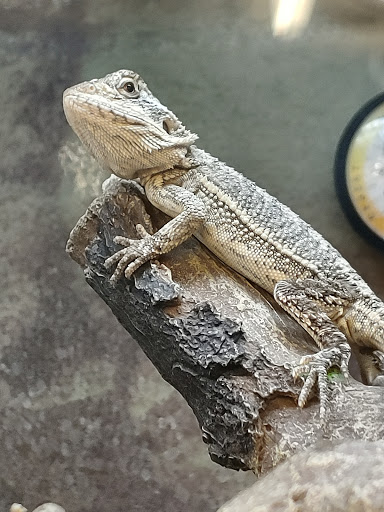 Pet Supply Store «Petco Animal Supplies», reviews and photos, 6020 Crawfordsville Rd, Speedway, IN 46224, USA