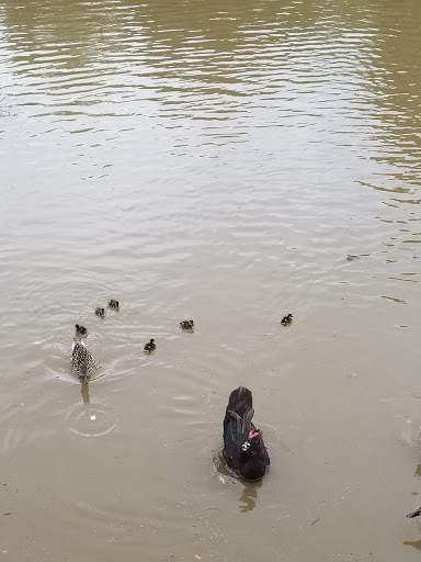 Recreation Center «Senter Recreation Center», reviews and photos, 901 Senter Rd, Irving, TX 75060, USA