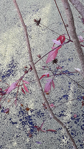 Park «West Hylebos Wetlands Park», reviews and photos, 411 S 348th St, Federal Way, WA 98003, USA