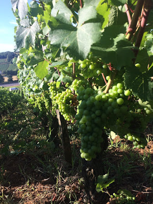 Domaine BAK Stéphane à Moroges