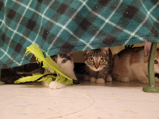 Pet Supply Store «Petco Animal Supplies», reviews and photos, 8775 SW Tualatin-Sherwood Rd, Tualatin, OR 97062, USA