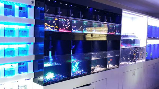 Tropical Fish Store «Freshwater Direct», reviews and photos, 3213 13th St, St Cloud, FL 34769, USA