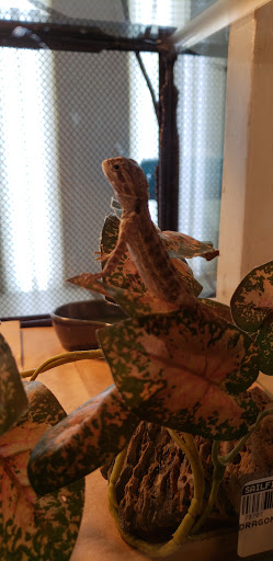 Pet Store «Sailfin Pet Shop», reviews and photos, 720 S Neil St # 2, Champaign, IL 61820, USA