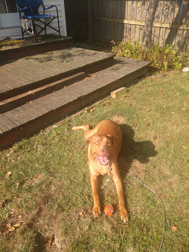 Pet Supply Store «Pet Supplies Plus», reviews and photos, 30450 Lakeshore Blvd, Willowick, OH 44095, USA