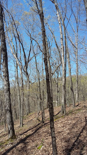 Nature Preserve «Engelmann Woods Natural Area», reviews and photos, 2360 Hwy D, Boles Township, MO 63304, USA