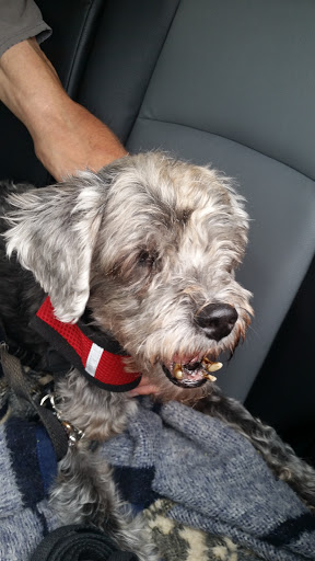 Augusta Animal Hospital