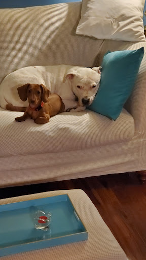 Pet Supply Store «Petco Animal Supplies», reviews and photos, 10060 US Highway 40 G-150, Ellicott City, MD 21042, USA