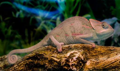 Pet Store «Pet Country», reviews and photos, 2665 Donaghey Ave #106, Conway, AR 72032, USA