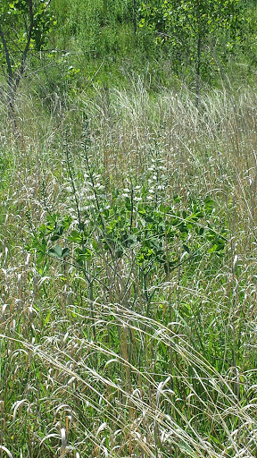 Bird Watching Area «Jelke Creek Bird Sanctuary», reviews and photos, Boncosky Rd, Dundee Township, IL 60118, USA