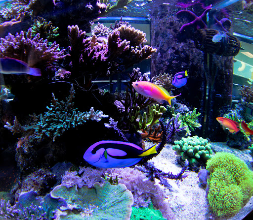 Tropical Fish Store «The Premium Aquarium», reviews and photos, 1875 25th St SE, Salem, OR 97302, USA