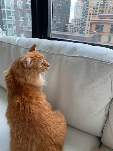 Bruce Lowenstein DVM- Veterinary House Calls