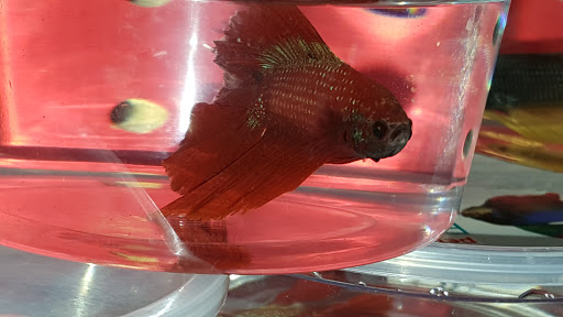 Pet Supply Store «Petco Animal Supplies», reviews and photos, 1694 Boston Rd, Springfield, MA 01129, USA