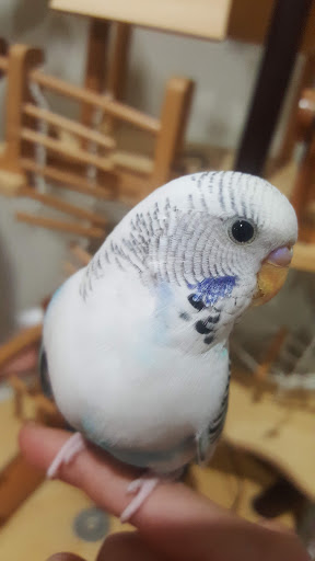 Pet Supply Store «Petco Animal Supplies», reviews and photos, 175 Grandview Blvd #600, Madison, MS 39110, USA