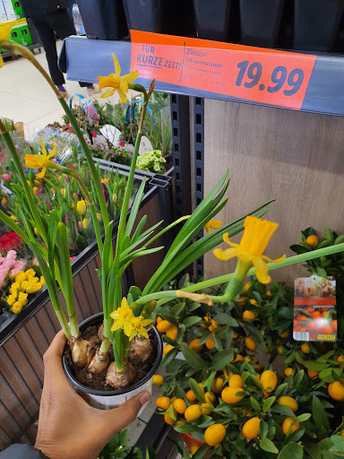 Cheap flower shops in Mannheim