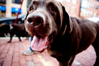 Wannagoout? Dog Walking & Pet Sitting - Photo 5 - Car repair in Boston, MA, Boston