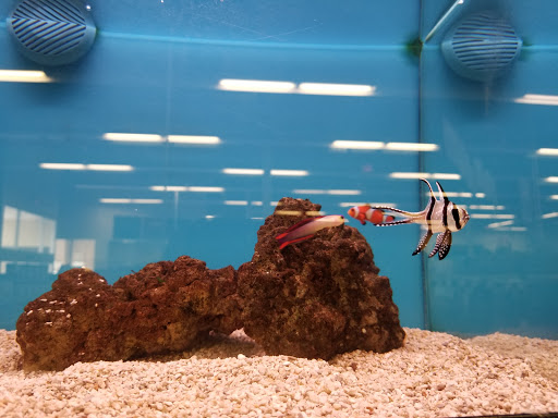 Pet Supply Store «Petco Animal Supplies», reviews and photos, 317 E Trenton Rd, Edinburg, TX 78539, USA