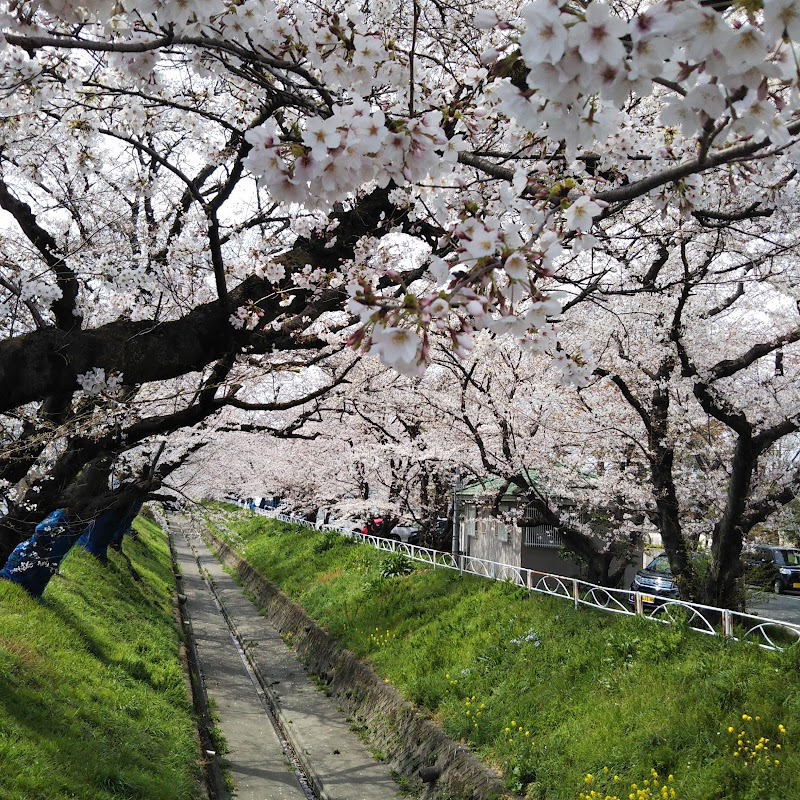 千歳袋川の桜並木