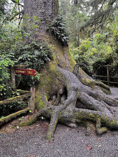 Tourist Attraction «Trees of Mystery», reviews and photos, 15500 US-101, Klamath, CA 95548, USA