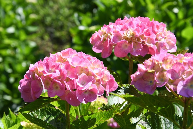 あわじ花の歳時記園