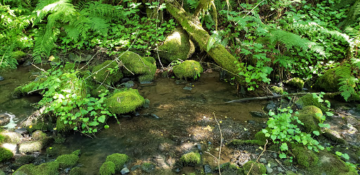 Forestry Service «Hopkins Demonstration Forest», reviews and photos, 16750 S Brockway Rd, Oregon City, OR 97045, USA