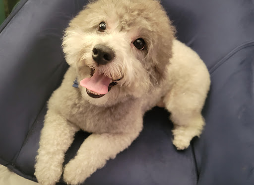 Pet Groomer «Tidy Dog Pet Supply & Salon», reviews and photos, 2612 Lebanon Pike A, Nashville, TN 37214, USA