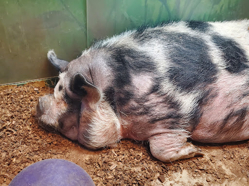 Aquarium «SeaQuest Interactive Aquarium», reviews and photos, 1201 N Hill Field Rd #1072, Layton, UT 84041, USA