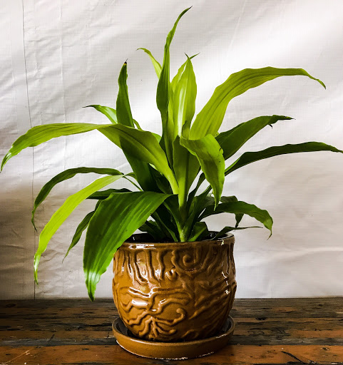 Wholesale Florist «Urban Jungle», reviews and photos, 2603 Sherman Ave NW, Washington, DC 20001, USA