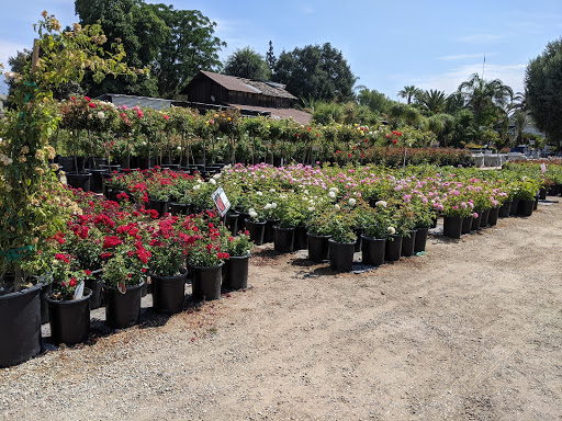 Guerrero Rose Farm Nursery
