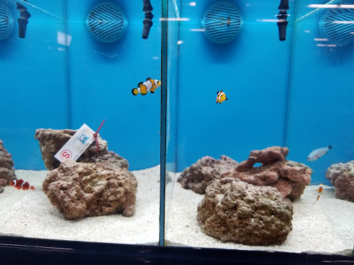 Pet Supply Store «Petco Animal Supplies», reviews and photos, 317 E Trenton Rd, Edinburg, TX 78539, USA