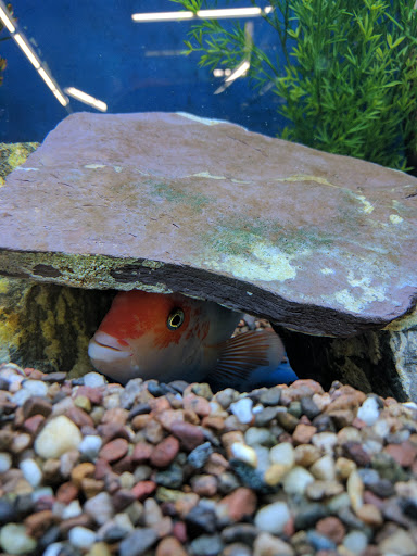 Pet Supply Store «Pet Club Santa Rosa», reviews and photos, 1935 Santa Rosa Ave, Santa Rosa, CA 95407, USA