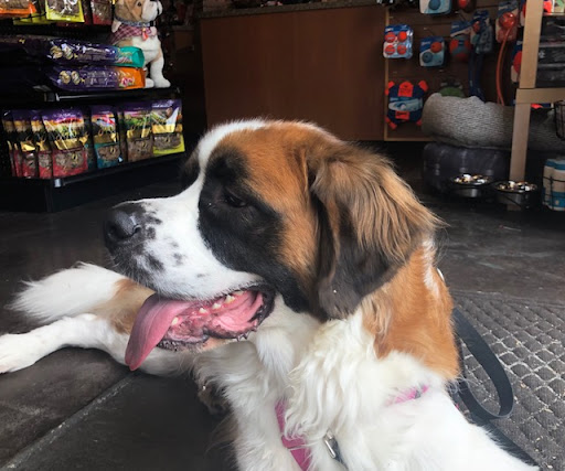 Pet Supply Store «Natural Pawz - Vintage Park», reviews and photos, 142 Vintage Park Blvd, Houston, TX 77070, USA