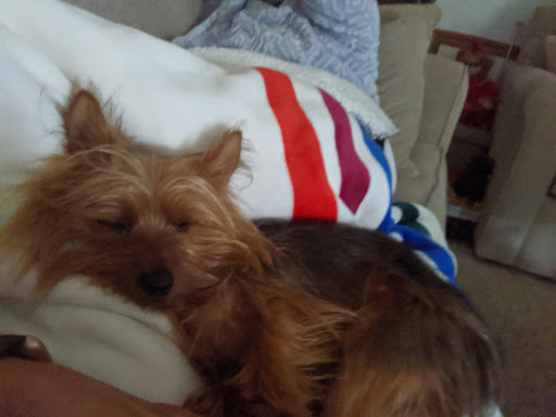 Pet Store «Just Puppies Inc», reviews and photos, 1028 York Rd, Towson, MD 21204, USA