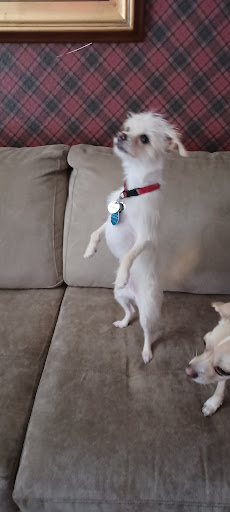 Pet Supply Store «Petco Animal Supplies», reviews and photos, 4450 Commercial St SE #150, Salem, OR 97301, USA