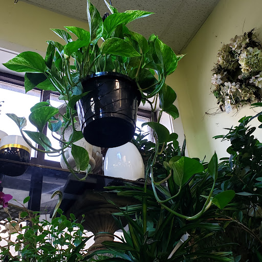 Florist «Floral Fashions», reviews and photos, 78 Purdy Ave, Port Chester, NY 10573, USA