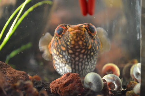 Pet Store «Pet Cove», reviews and photos, 820 E Center St, Kingsport, TN 37660, USA