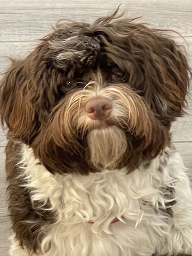 On The Spaw Pet Grooming Salon image