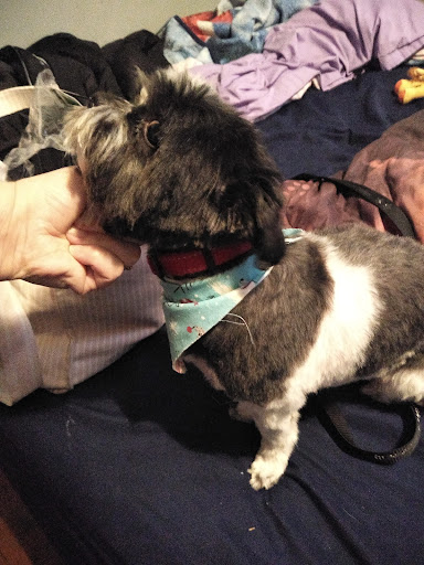 Pet Supply Store «Petco Animal Supplies», reviews and photos, 2901 32nd Ave S, Grand Forks, ND 58201, USA