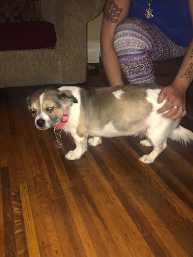 Tropical Fish Store «Pet Friendly Inc», reviews and photos, 845 Manitou Rd, Hilton, NY 14468, USA