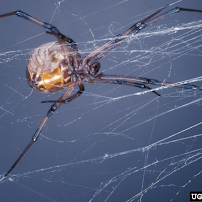 Squash Pest Control LLC - Photo 9 - Car repair in Little River, SC, Myrtle Beach