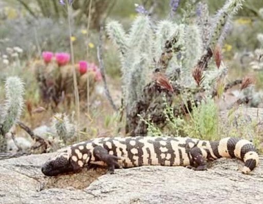 Wildlife Rescue Service «Southwest Wildlife Conservation Center», reviews and photos, 27026 N 156th St, Scottsdale, AZ 85262, USA