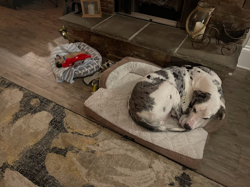 Pet Supply Store «Ma & Paws Pet Supplies», reviews and photos, 206 Anderson Ln N #200, Hendersonville, TN 37075, USA