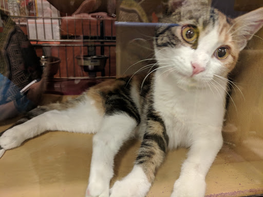 Pet Supply Store «PetSmart», reviews and photos, 745 W Huntington Dr, Monrovia, CA 91016, USA